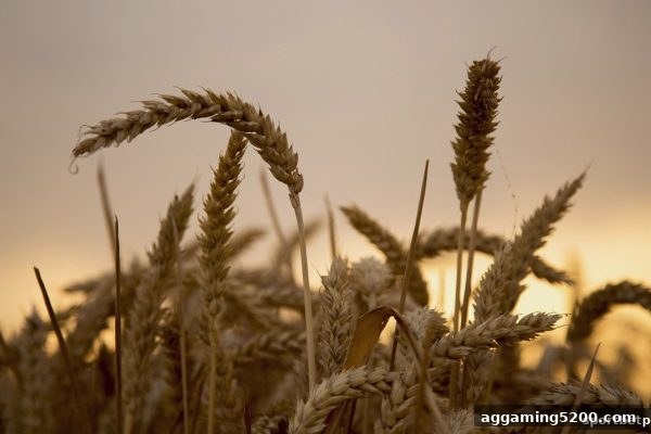 2026年体育投注站洗码返佣全解析：机制变革与明智选择指南