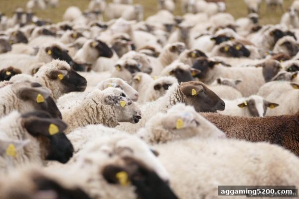 体育投注站即时比分回放功能全攻略：实时追踪与历史复盘一体化操作指南